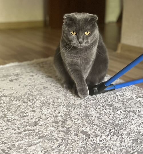 Кот в добрые руки