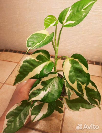 Сциндапсус н джой