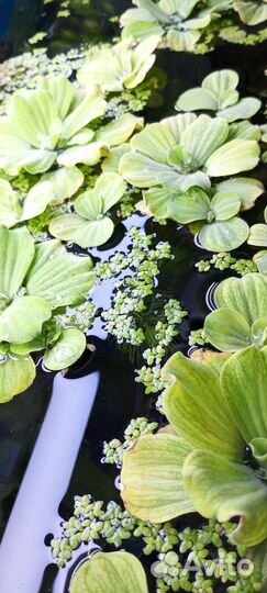 Аквариумные растения. Бесплатно