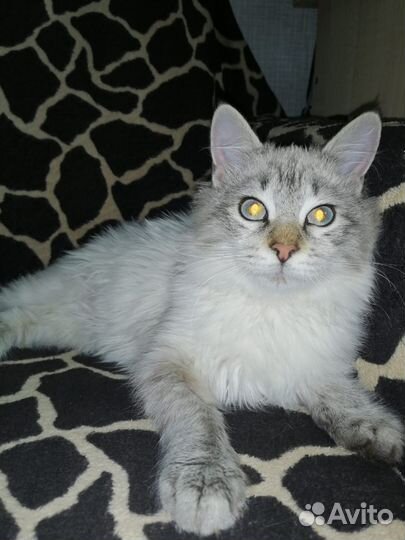 Котенок