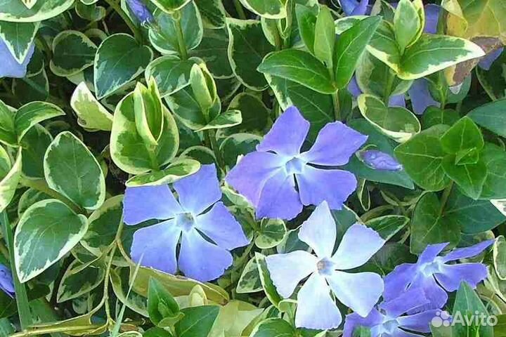 Барвинок пестролистный вечнозеленый