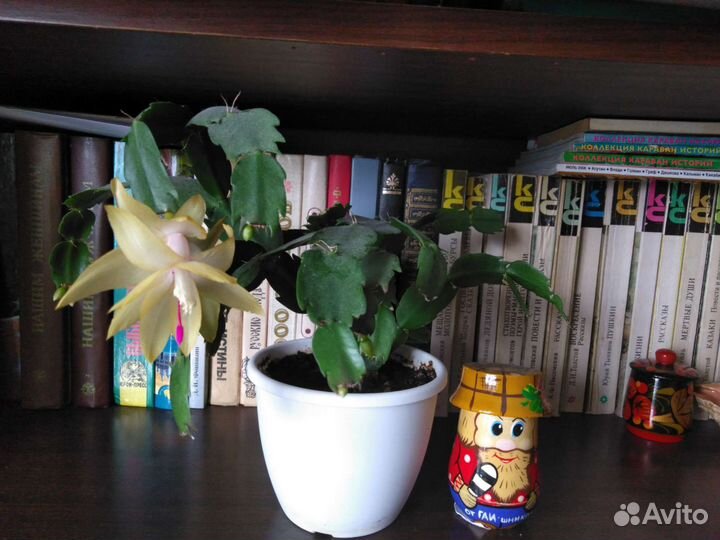 Декабрист шлюмбергера желтый