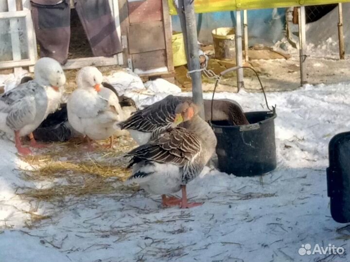 Яйцо гусиное домашнее для инкубации