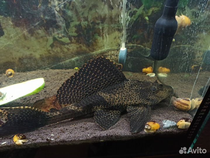 Парчевый сом(птеригоплихт)