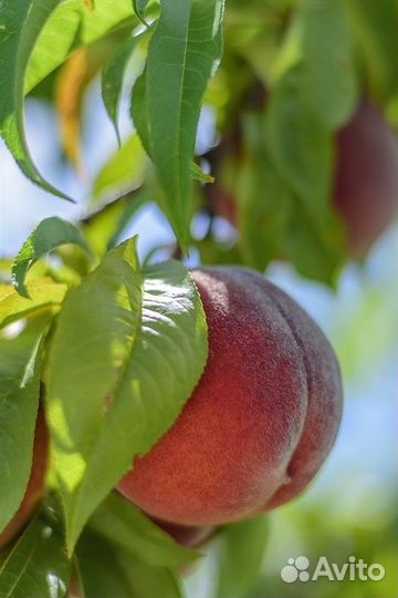 Саженцы персика оптом