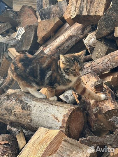 Котята от деревенской кошки