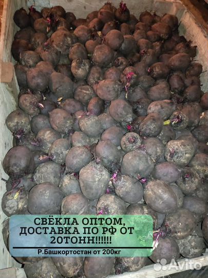 Свекла оптом от 20 тонн