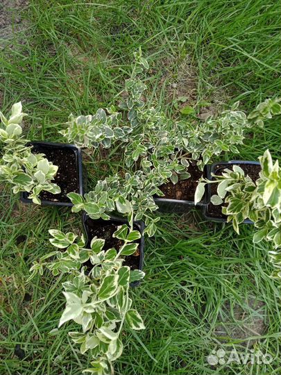 Бересклет форчуна