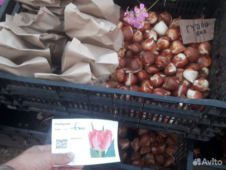 Тюльпаны для сада