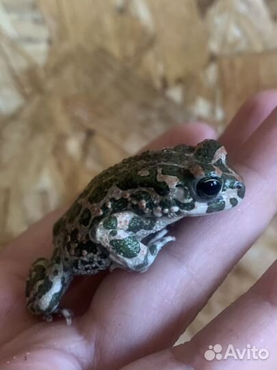 Bufo viridis жаба зеленая