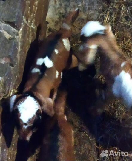 Коза. Козочки. Козлики. Козлик.Обмен