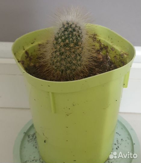 Кактусы и суккуленты