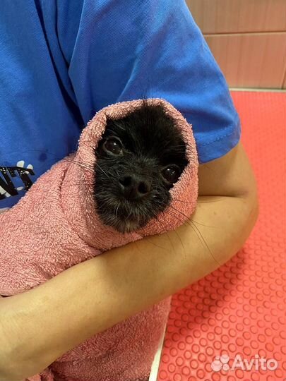 Уход за животными