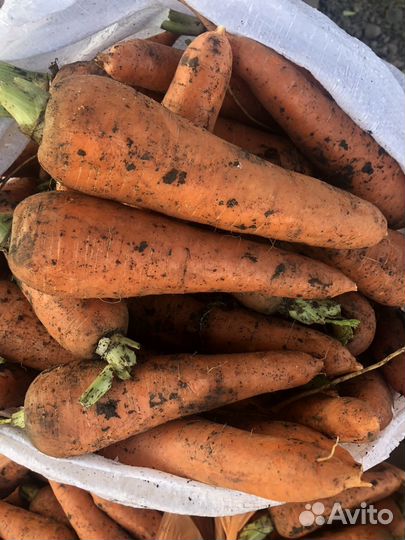 Морковь на шинковку