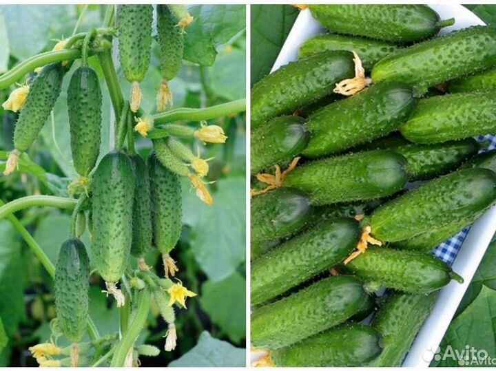 Самый лучший гибрид огурца из Испании Бэрд F1