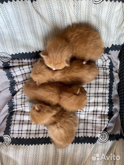 Котята ищут дом