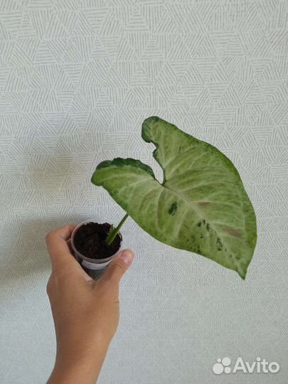 Сингониумы разные сорта