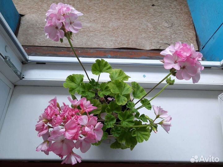 Герань пеларгония