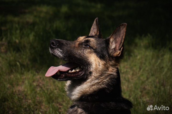 Собака Лукум