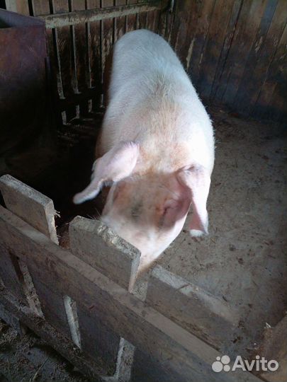 Продаётся хряк