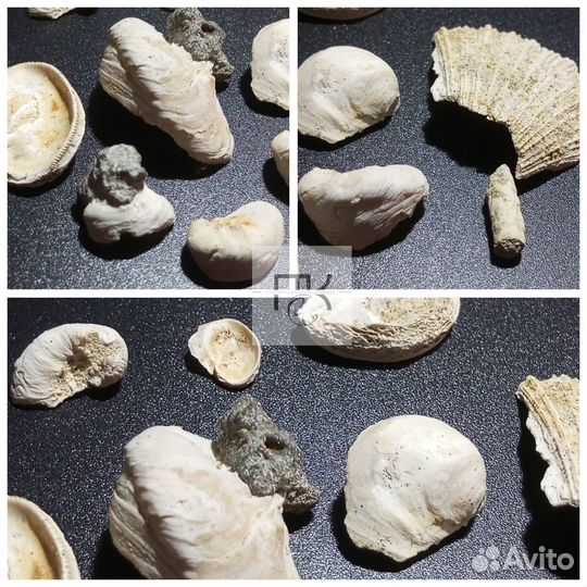 Набор ракушек