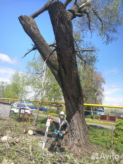 Спил деревьев