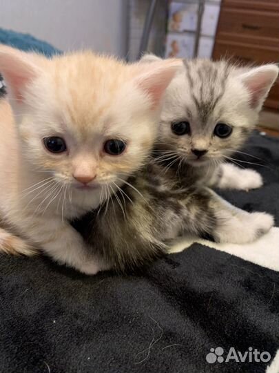 Британская