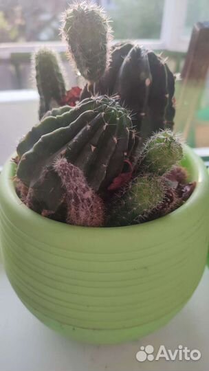 Кактус цветущий