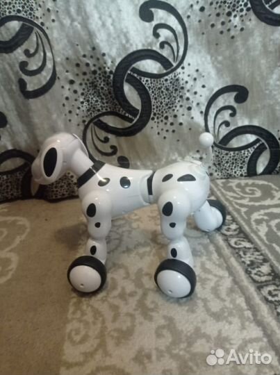 Собака