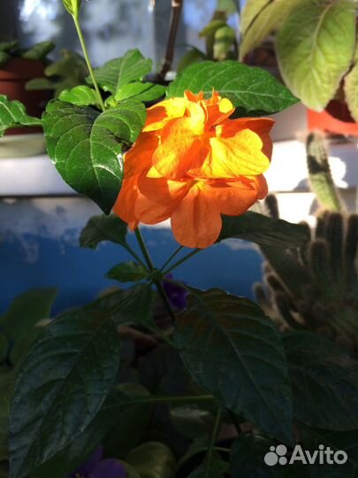 Кроссандра