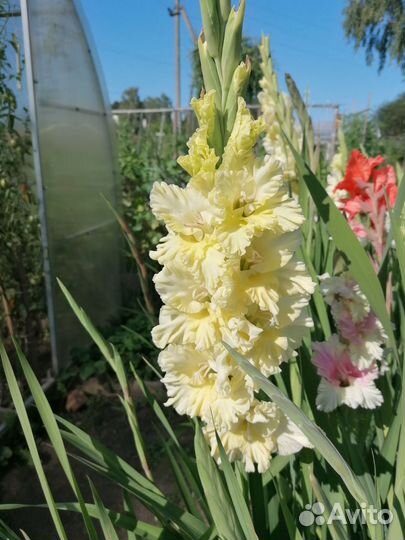 Гладиолусы луковицы