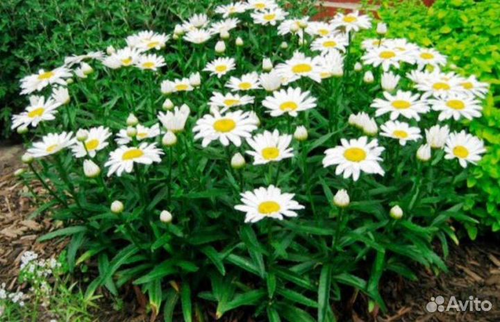 Неприхотливые цветущие многолетники