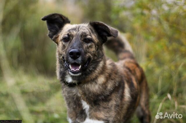 Собака Лика