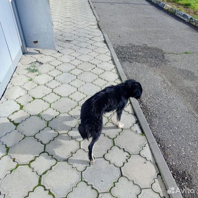 Спасите деток худющей мамашки