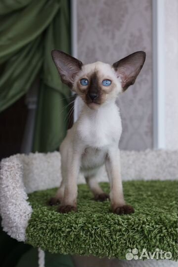 Ориентальные котята