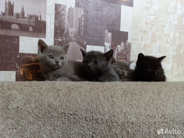 Кошки