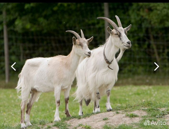 Козье молоко и мясо с доставкой