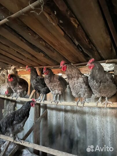 Петух джерсийский гигант