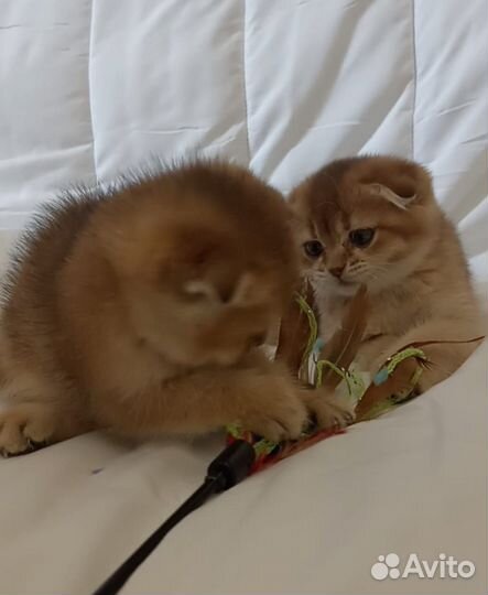 Шотокот котята