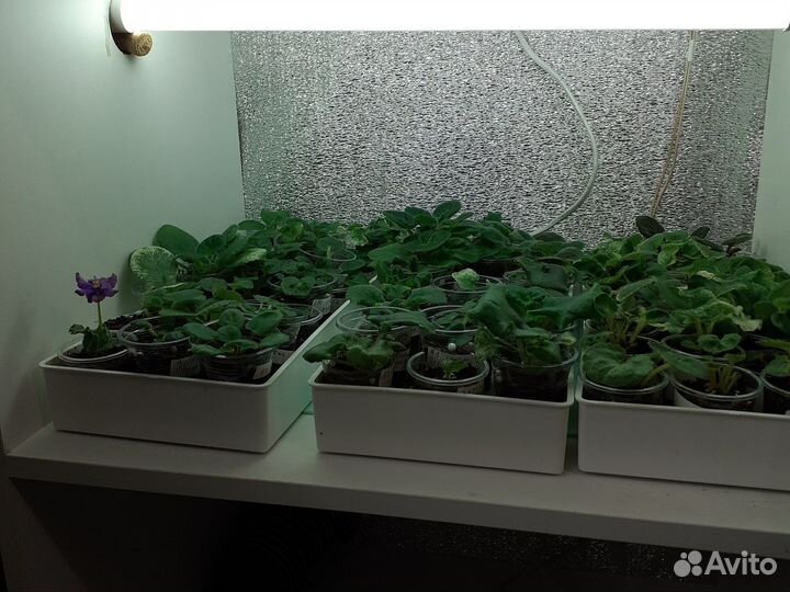 Сортовые фиалки деточки