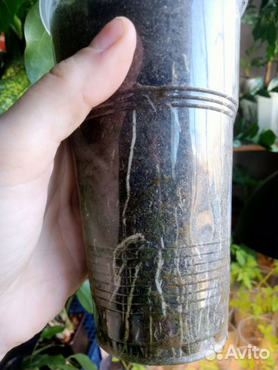 Гибискус, китайская роза