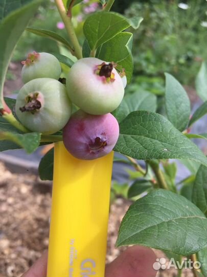 Саженцы голубики 2-х летки,ханна чойс, нортленд