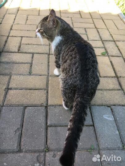 Кот 2 года