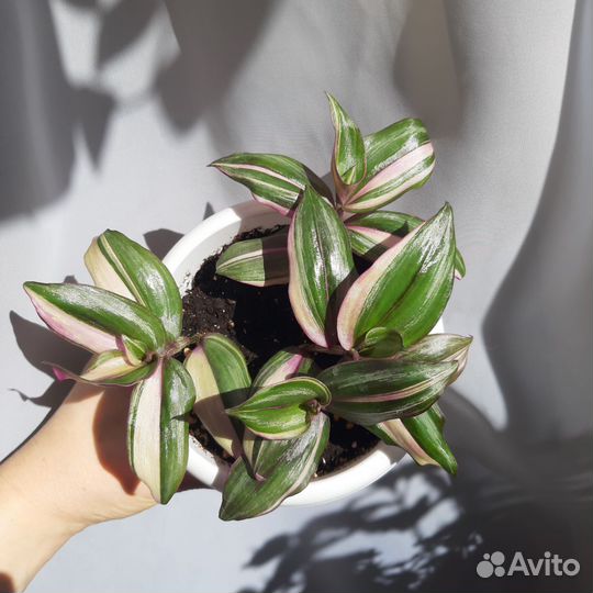 Традесканция