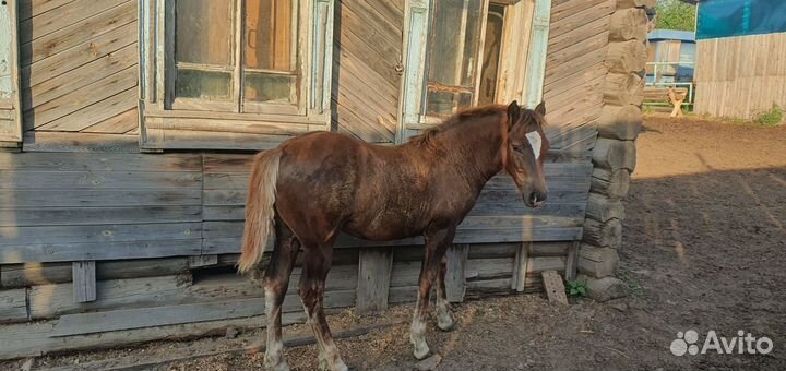 Продам кобылу