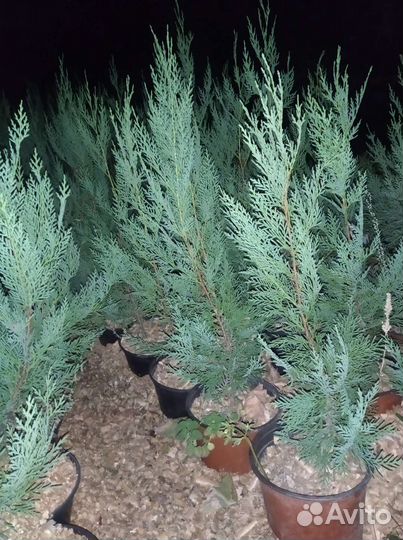 Купресоцепарис Лейланда Сupressocyparis leylandii