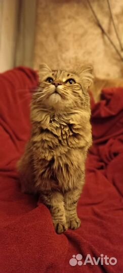 Кошка молодая