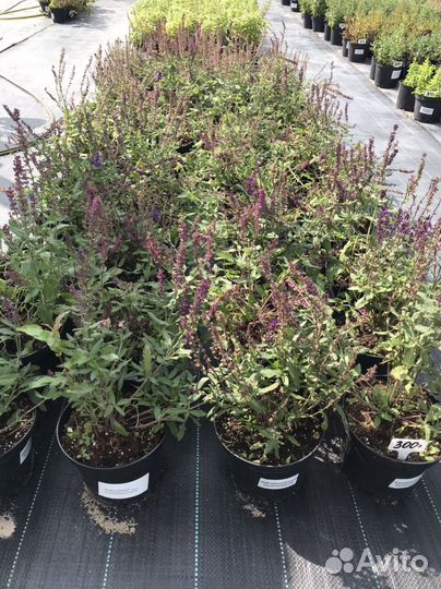 Лекарственные травы растения