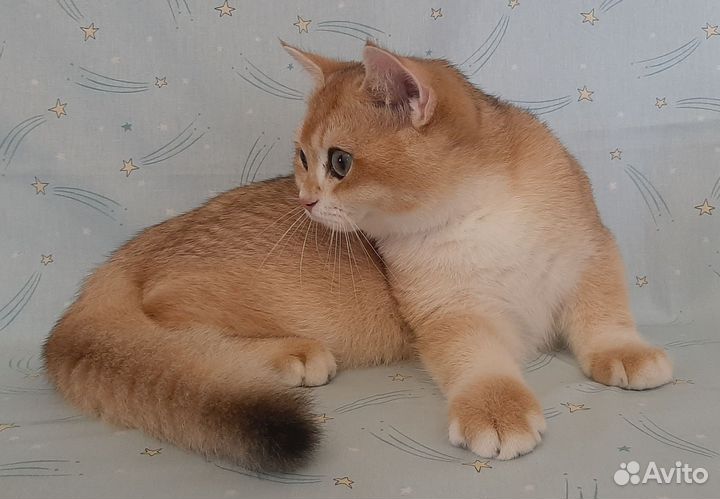 Котик золотой британский ny 12