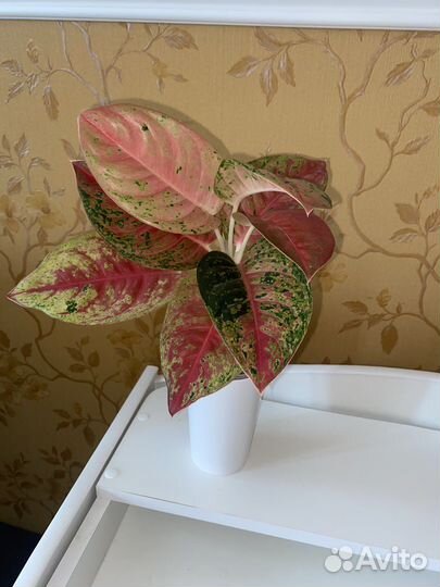 Аглаонема Maha Sedthee